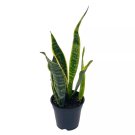 Variegated Snake Plant Cow'S Tongue Lengua De Vaca St George'S Sword Mother-