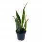 Variegated Snake Plant Cow'S Tongue Lengua De Vaca St George'S Sword Mother-