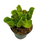 Jumbo Sweet Pitcher Plant A 3Ch Pot Carnivorous Plant Sarracenia Pitche