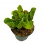 Jumbo Sweet Pitcher Plant A 3Ch Pot Carnivorous Plant Sarracenia Pitche
