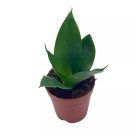 Black Dragon Snakeplant All Green Snake Plant Sansevieria Trifasciata Well Ro