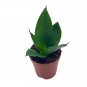 Black Dragon Snakeplant All Green Snake Plant Sansevieria Trifasciata Well Ro
