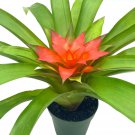 Reddish Orange Guzmania Lingulata 4Ch Scarlet Star Airplant Bromeliad