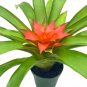Reddish Orange Guzmania Lingulata 4Ch Scarlet Star Airplant Bromeliad