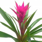 Purple Bromeliad 4Ch Guzmania Monostachia Westdian Tufted Airplant