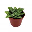 Fittonia Albivenis 4Ch Nerveplant Jewel Plant Green White Mosaic Nerve Plant