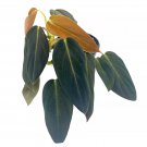 Philodendron Gigas 4Ch Pot Rare Philo Big Large Leaf Giant Leaves