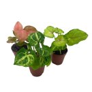 Syngonium Variety Assortment 3 Different Syngonium   Pink Strawberry Cre