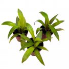 Moses The Cradle Tradescantia Spathacea 2Ch Set Of 3 Boat Lily Tiny Mini