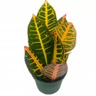 Variegated Croton 4Ch Large Leaf Codiaeum Variegatum