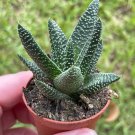 Haworthia Pumila Royal Highness 2Ch Pearl Plant Tulista Pumila Haworthia