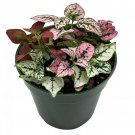 Polka-Dot-Plant Hypoestes Phyllostachya Tricolor Red Pink And White Very Lim