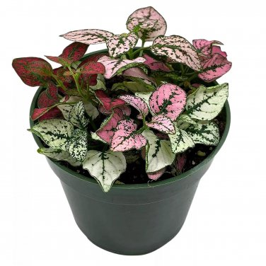 Polka-Dot-Plant Hypoestes Phyllostachya Tricolor Red Pink And White Very Lim