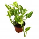 Njoy Pothos 4Ch Epipremnum Aureum Pinnatum Variegated House Plant