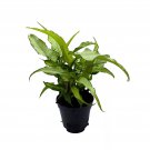 Syngonium Silver Fox Arrohead Plant Arrowhead Vine Arrowhead Philodendron