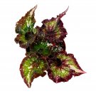 Dream Weaver 4Ch New Begonia Rex Cultivar Exclusive Release Lim