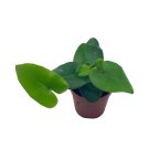 Heart Fern Hemionitis Arifolia Heart Shaped Leaves Tongue Fern 2Ch Pot