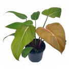 Philodendron Summer Glory Gloriosum X Mccolleys Red Hybrid 4Ch Rare Philo