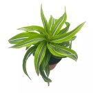 Dracena 'Lemon Surprise' 4Ch Dracaena Deremensis Lemon Lime Fragans