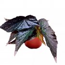 Dark Sorcery Angel Wing Cane Begonia 6Ch Premium Hybrid