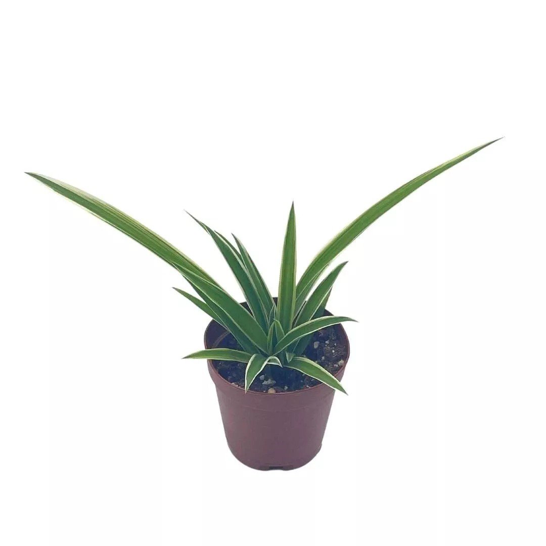 Spider Plant Chlorophytum Comosum Limited A 2Ch Pot Tiny Mini Pixie Pla