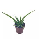 Spider Plant Chlorophytum Comosum Limited A 2Ch Pot Tiny Mini Pixie Pla