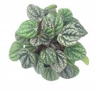 Peperomia Burbella 4Ch Rare Caperata Pep Radiator P
