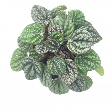 Peperomia Burbella 4Ch Rare Caperata Pep Radiator P
