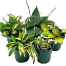 Variegated Hoya Assortment Set Hindu Rope Wayetii Australis Macrophylla Kri