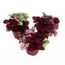 Tricolor Hypoestes Phyllostachya 2Ch Set Of 3 Flamingo Polka Dot Plant Red Wh