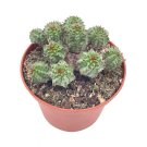 Euphorbia Horrida 3Ch African Milk Barrel