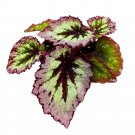 Fire Woman Begonia Rex 4Ch Thick White Band Light Purple Black Ce