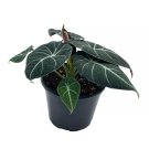 Alocasia Black Velvet 6Ch Pot