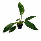 White Knight Philodendron Philodendron Erubesens Hybrid 2Ch Pot
