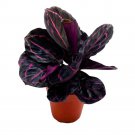 Calathea Dottie Black Rose Roseopicta A 4Ch Pot