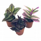 Wandering Jew Assortment Tradescantia Variety 2Ch Set Of 3 Tiny Mini Pixie