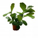 Fiddle-Leaf Fig Ficus Lyrata Banjo Fig 6Ch Pot