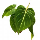 Philodendron Gloriosum A 4Ch Pot Velvet Philodendron Creeper Plant