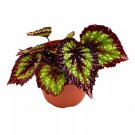 Fireworks Begonia A 6Ch Pot Begonia Rex