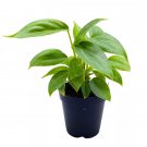 Philodendron Sodiroi 2Ch Silver Leaf Philo
