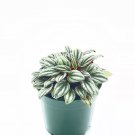 Peperomia Rosso Albovittata Piccolo Banda/Ivy Leaf Peperomia/Peperomia Piccolo