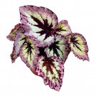 Fire Woman Begonia Rex 6Ch Silver With Light Pink Band