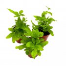 Ribbon Fern 2Ch Set Of 3 Brake Fern Pteris Cretica Tiny Mini Pixie