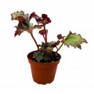 Daehnerys Begonia Begonia Rex 4Ch Pot Painted-Lea