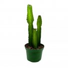 Green Milk Tree 6Ch Euphorbia Trigona African Milktree Cathedral Cactus