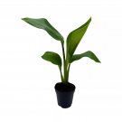 Strelitzia White Bird White Bird Of Paradise Wild Banana 2Ch Pot