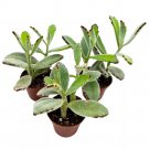 Chocolate Soldier Kalanchoe Tomentosa Panda Plant 2Ch Set Of 3 Tiny Mini Pi