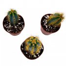 Blue Columnar Cactus 2Ch Set Of 3 Torch Pilosocereus Pachycladus Tiny Mini