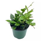 Hoya Krohniana 4Ch Silver Splash Variegated Rare Hoya