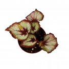 Vertigo Begonia Spiral-Leaf Begonia Begonia Rex 4
